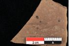 Foto (Detailansicht) von Graminea ? sp.  (NHMW-GEO-2024-0188-0395)